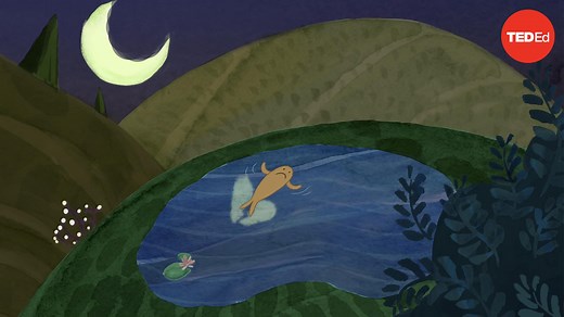 What is the tragedy of the commons?