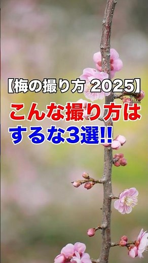 【梅の撮り方 2025】 こんな撮り方はするな3選!! #shorts #梅の撮り方 #カメラ初心者