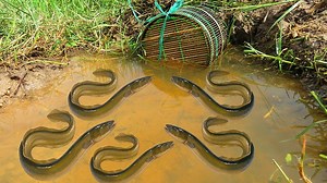 2K views · 37 reactions | Medicinal leech Trapping System Using Bamboo By Smart Old Man  | HUBplay.co Aventuras HD | Facebook