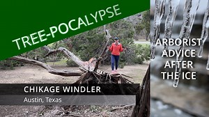 ICYMI - Here's my story on arborist advice after the ice storm. Trees across the Austin area are in rough shape. I went to an expert with the Texas A&M Forest Service to get advice on what to do now and later after the epic ice storm. Most trees will survive, but extra care will go a long way toward sustaining them. One big concern heading into spring is oak wilt. Preventing its spread means painting cuts to oak trees. Here's the story that aired on CBS Austin February 4th and The National Weath