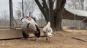 3.1K views · 149 reactions | Breeding season has arrived #turkey #breeding #breedingseason #farmlife #farming #educational | Snead’s Farmhouse | Facebook