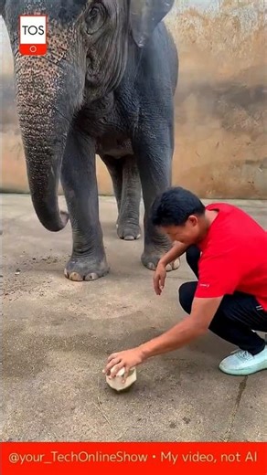 COCONUT VS ELEPHANT 🐾 who wins?#shorts #crafts #skills #strength #nature