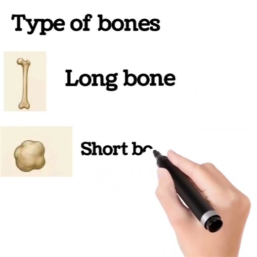 type of bones #anatomy #study #biology #nurse #science #education #doctor #human #brain