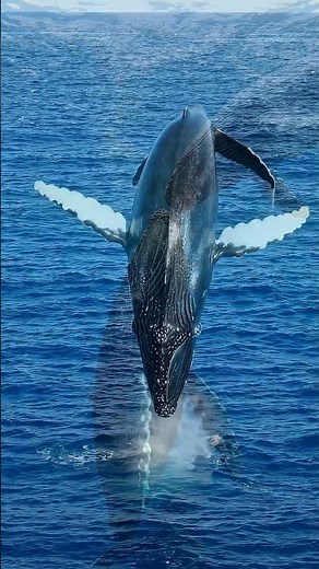 Humpback Whale Songs Travel 10,000 km and Evolve Like Music