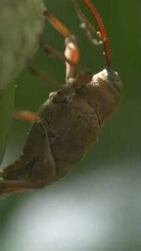 Acorn weevil getting ready to lay some eggs. #wildlife #insects