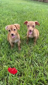 3.2K views · 141 reactions | We have 4 month old Chihuahua puppies for this Saturday’s Clear the Shelters event. They will be available for adoption when our doors open at 9:00 a.m.! Online applications are available on our website Leelostpets.com. We strongly encourage getting your application in and approval pass in hand prior to the event. | Lee County Domestic Animal Services | Facebook