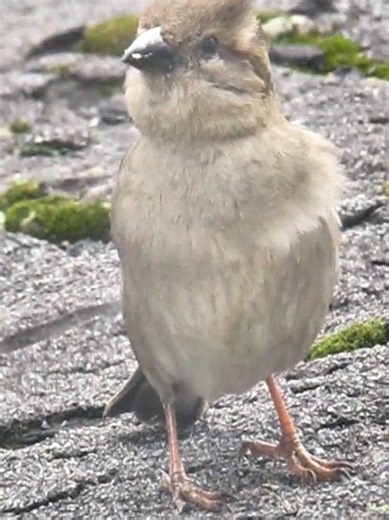 #sparrows #birds #backyardbirds