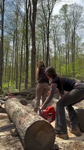 Dull crusty 395xp vs new 395xp.. #chainsaw #saw #firewood #trees #woodworking