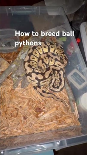 How to breed all python