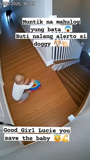 Muntik na mahulog yung bata 😱 Buti nalang alerto si doggy! 🐶👏🏻 Good job, hero dog! ❤️ Saludo sayo! #HeroDog #GoodJobDoggy #DogHero #ViralVideo #DogLove #AmazingPets #ProtectiveDog #ProudFurParent | Jonathan Boctot