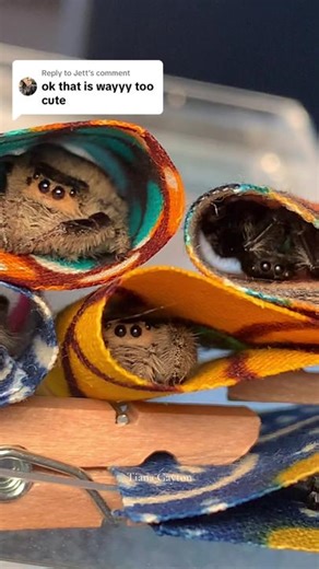 Tiana Orbeez and Sophie Rain Sleepover | The Spoodie Sleepover Experience