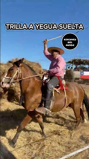 THE CHILEAN HUASO THRESHING