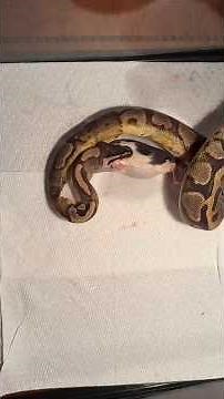 Watch a Snake Eat a Rat: Nature's Unfiltered Reality! #snake #rat #animalbehavior #cobra #eating