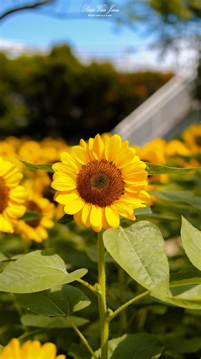 Paris Van Java (PVJ) | This golden moment will soon come to an end, so come and catch the magic while you still can!🌻 PVJ Squad, Sunfest is open until April 13th,... | Instagram