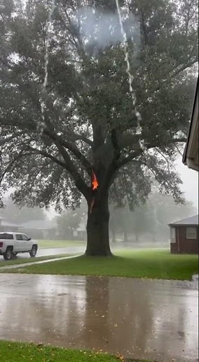 Lightning Strike Hits Tree! ⚡🌲 Caught On Shocking Moment Revealed #lightning #nature #storm