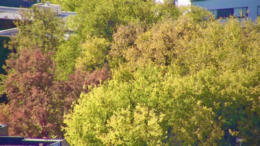 Portland expands tree-planting efforts to bring more shade to residents