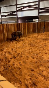 10K views · 2.4K reactions | We spent the weekend gathering up some top prospects for our 2026 two year old group. We also brought in from the pasture the colts that we bred to see what we have. This colt is by Walla Walla Whiz out of Starstruck Gunner. This is him straight out of the pasture. Perfect example of great genetics at play - this is what we like to see! | Pond Hill Performance Horses | Facebook