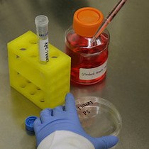 Video: Generation and Isolation of Cell Cycle-arrested Cells with Complex Karyotypes