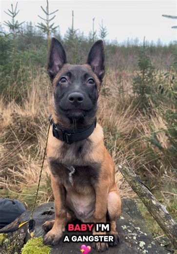 Growing Up: Adorable Malinois Puppy Moments