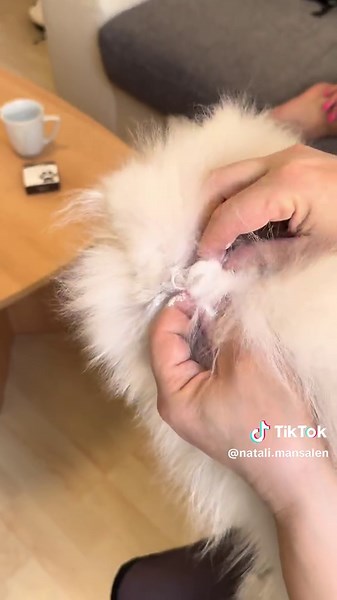 Pflege des Deutschen Spitz: Tipps vom Profi