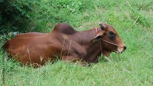 Relaxed cow zebu lying and eating fresh grass in rural Thailand