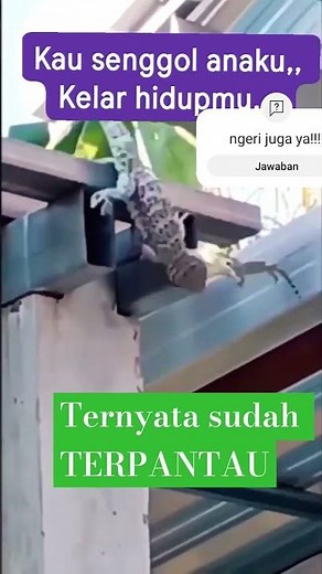 GIANT GECOCK!!! #fypシ゚viral #vyp #unique animal #viral #shortvideo #shorts #shortsviral