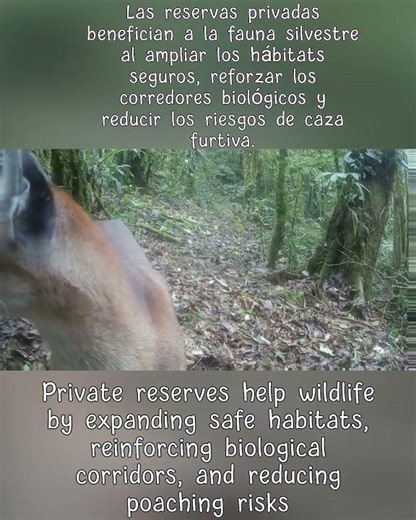 Cloud Forest Wildlife Costa Rica