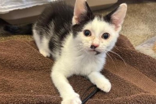 11 lovable cats and dogs looking for forever homes in Merseyside