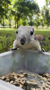 127K views · 4.8K reactions | Yum!  Squirrels are not picky eaters, and are often referred to as opportunistic omnivores as they will eat any food that’s available. : @ I.heart.squirrels #VOTD #VideoOfTheDay | Animal Planet | Facebook