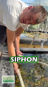 2.8K views · 27 reactions | How To Siphon from a LOWER TANK! Check this out! What's your siphoning advice? TANK ON! #siphon #siphoning #aquarium #fishtank #greenhouse #advice | Dustin's Fishtanks | Facebook
