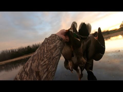 Short and Sweet Alabama Duck Hunt! | 2025 Duck Season |