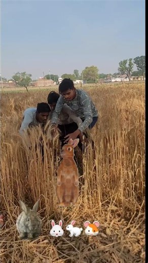 Catching rabbit, cute pet debut plan, original Rabbit Golden Sun#shorts#video