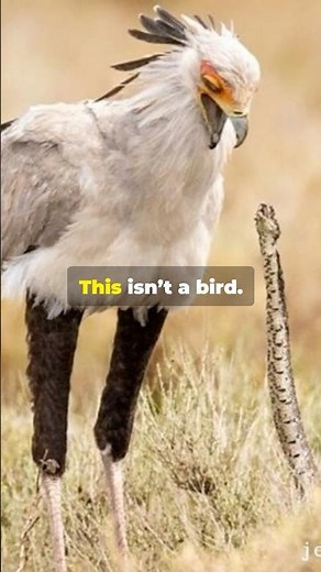 Built to Kill - The Secretary Bird’s Bone Breaking Kick