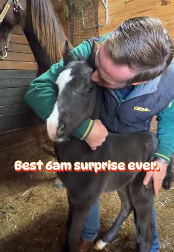 Early Arrival: A Beautiful Foal's Morning Surprise