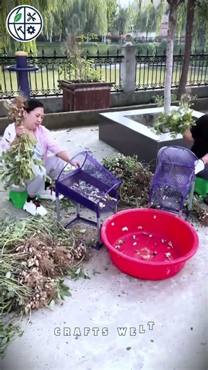 Peanut Shelling Made Easy! 🌾 | Smart Farming Innovation
