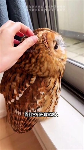 猫头鹰非常适合当做宠物，还会替主人站岗 #趣聞 #大陸 #动物科普