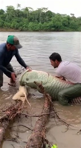 An arapaima attacked a dog. Local residents are rescuing it