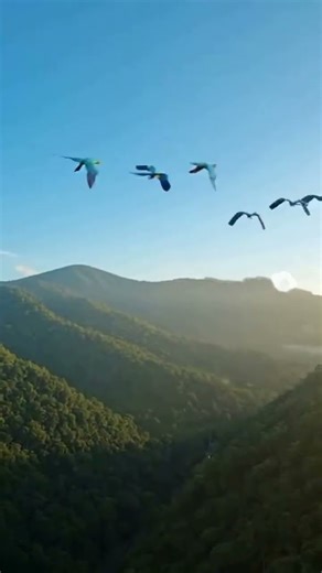 beautiful flock of parrots soaring freely across the wild landscape 🦜✨🌿 #birds #parrot #parrotsound