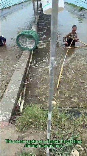 Sustainable Shrimp Harvest Hack! Low-Stress Trapping Method