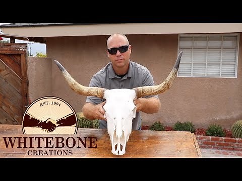 HOW TO CLEAN A COW SKULL
