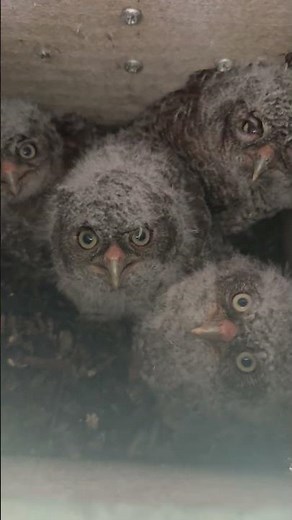 Four Eastern Screech Owlets in Owl Box Nest || ViralHog