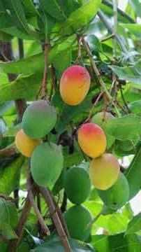 beautiful mango 🥭🥭