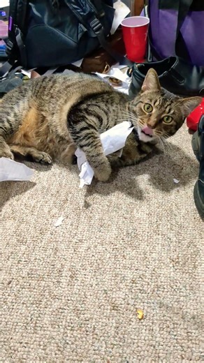 Paper Shredder