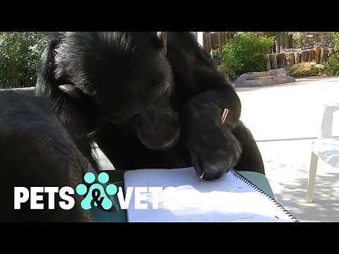 Inside the Exotic Pet Sanctuary: The LAST Home for Rescued Chimpanzees