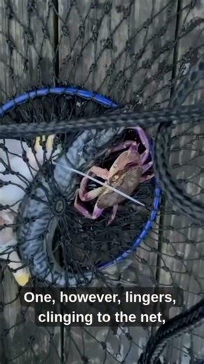 Crabbing in Bodega Bay