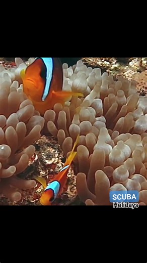 11K views · 301 reactions | Beautiful clown fish with baby 錄 #clownfish #nemo #findingnemo #redseaegypt #redsea #viralshorts #ocean #underwaterlife #underwaterphotography #uwphotography #oceanlife | Scuba Diving Holidays | Facebook