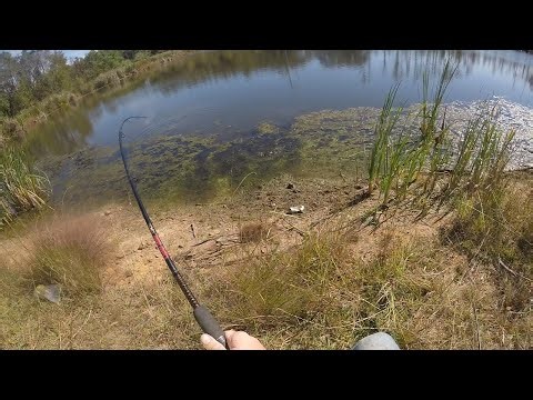 bullhead catfish catch clean cook