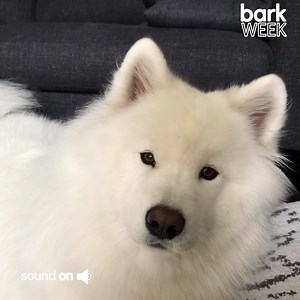 1.3M views · 8.7K reactions | What do you think this dog is saying? | Try Not to Laugh | Facebook