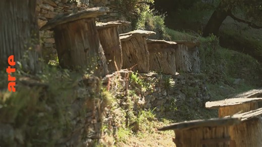 Dans les Cévennes, l’abeille noire résiste - Invitation au voyage - 03/03/2025 - Regarder le documentaire complet