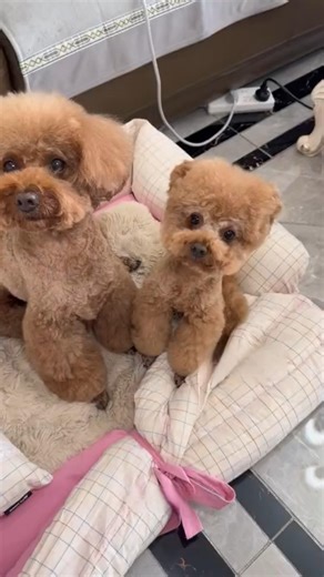 Anjing kecil yang kesal dengan anjing besar 🐶 ❤️